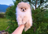 Teddy face pomeranian